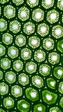 Bright green plant cells with transparent centers arranged in a honeycomb pattern for biological study and microscopic detail.