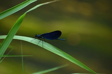 dragonfly on a leaf