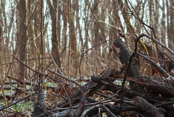 A chaffinch bird among twigs in the forest.