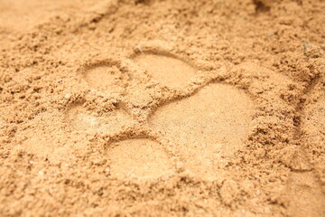 The paw print of a forest animal in the light-colored sand. Amazing nature. Search by footprints of animals.