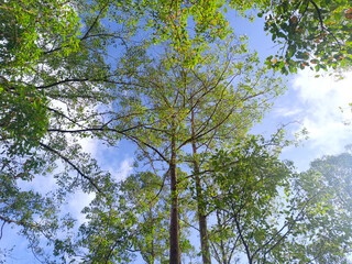 Obraz premium Tree with lush green leaves against a bright blue sky. Low angle photo.