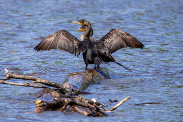 cormorant on log