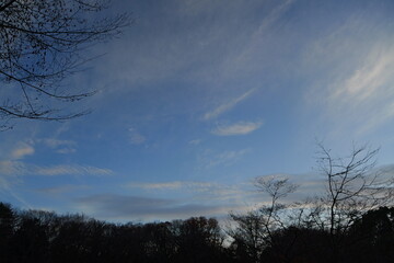 冬の夕空と木のシルエット