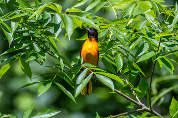 bird of paradise