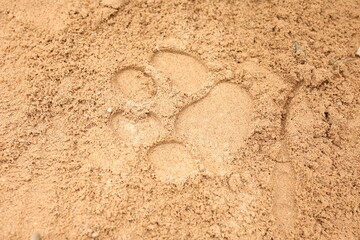 The paw print of a forest animal in the light-colored sand. Amazing nature. Search by footprints of animals.
