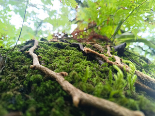 A mossy tree branch with a brown spot on it. The branch is covered in green moss and has a brown spot on it.