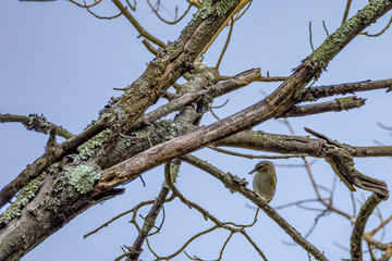 tree branches against blue sky