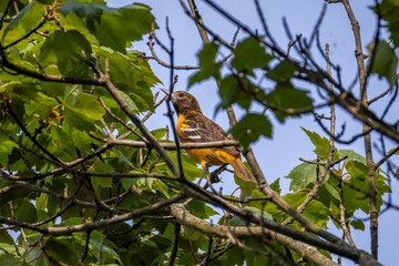 bird on a branch