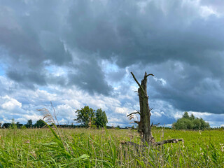 The edge of a canal in wetland in a cloudy sky in bright sunlight in springtime,  Oostvaardersplassen, Almere, Flevoland, Netherlands, June 07, 2025