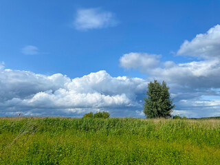 The edge of a canal in wetland in a cloudy sky in bright sunlight in springtime,  Oostvaardersplassen, Almere, Flevoland, Netherlands, June 07, 2025