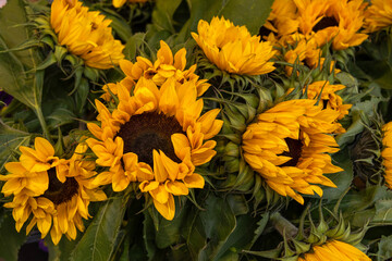  Close-up shot of a bouquet of decorative sunflowers with orange petals