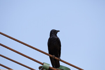 crow on a fence