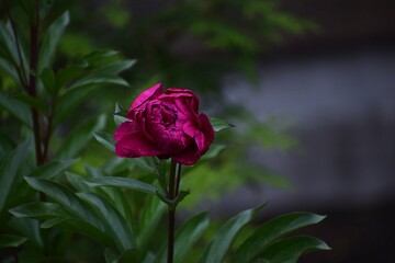 red rose on a black background
