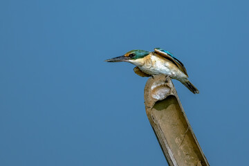 Sacred Kingfisher (Todiramphus sanctus) perched on a thick