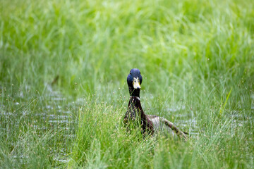 duck on the grass