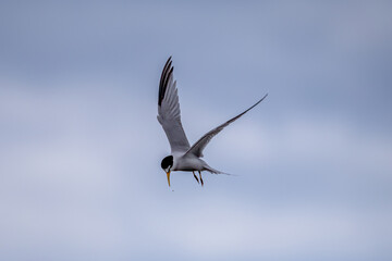 seagull flying in the sky