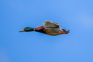 duck in flight