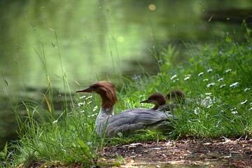 duck in the grass