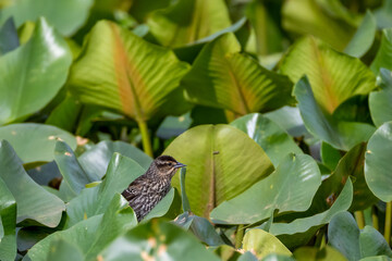bird in marsh