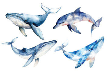 Fototapeta premium Blue whale and dolphin watercolor vector illustration, underwater ocean animal art isolated on white background