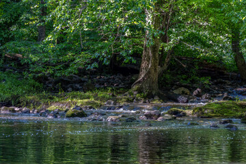 lake in the forest