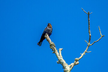 crow on a branch