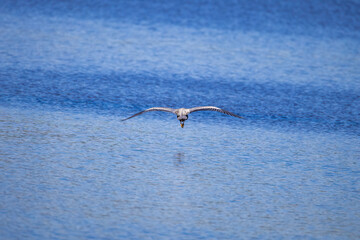 blue heron in flight