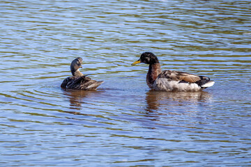 ducks on the lake