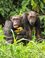 Chimps holding bananas 