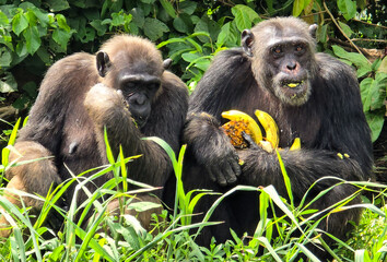 Chimpanzees standing near each other 