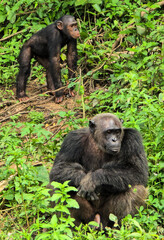 Chimp images from Pongo Songo Cameroon 