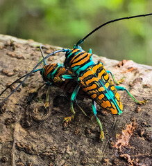 Colorful beetles in Cameroon Africa 