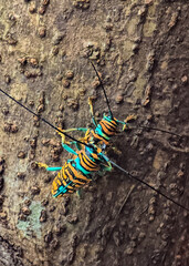 Colorful bugs in Africa 