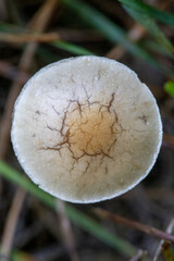 mushroom in the forest
