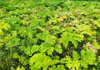 Horsetail plant,poisonous plant,green leaves of Heracleum.