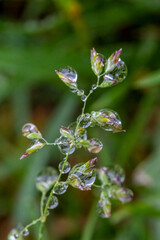 water drop on flower
