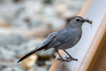 catbird on rail