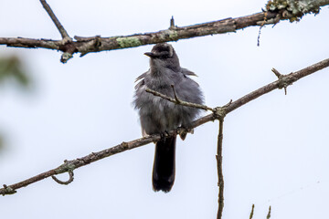 bird on branch