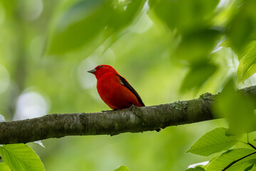 scarlet tanager