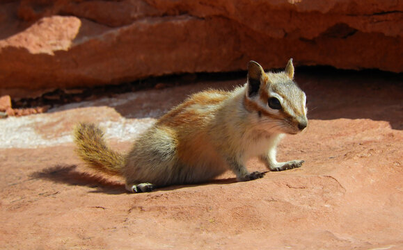   Cute uinta chipmunk perched on a sandstone ledge  near cassidy's arch in capitol reef national park, near torrey, utah     
