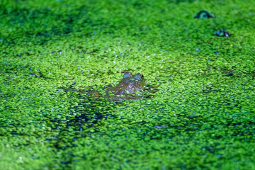 frog in the pond