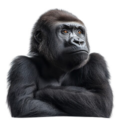 Obraz premium Gorilla Isolated On Transparent Background