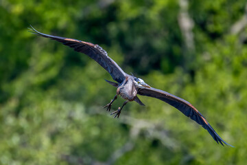 heron in flight