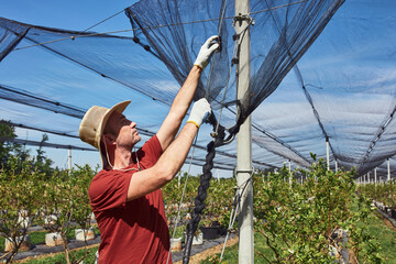 Farmer installing anti hail netting on a agricultural farm for protecting fruits, vegetables and...