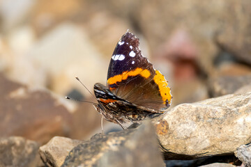 butterfly on a rock