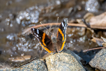 butterfly on a leaf