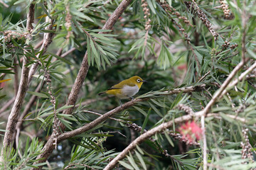 Oriental white eye on the branch