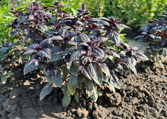 Vibrant Purple Basil Growing in a Sunny Herb Garden