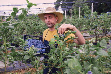 Farmer picking fresh blueberries on a farm.
