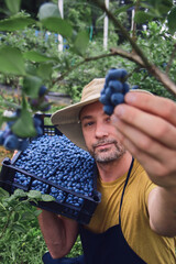 Farmer picking fresh blueberries on a farm.